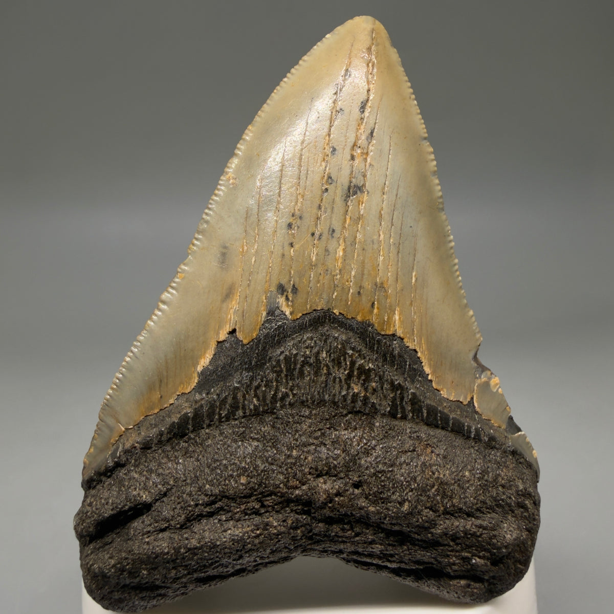 Front View Colorful, heart-shaped 3.15" Fossil Megalodon Tooth from North Carolina - megalodonteeth.com CM6795