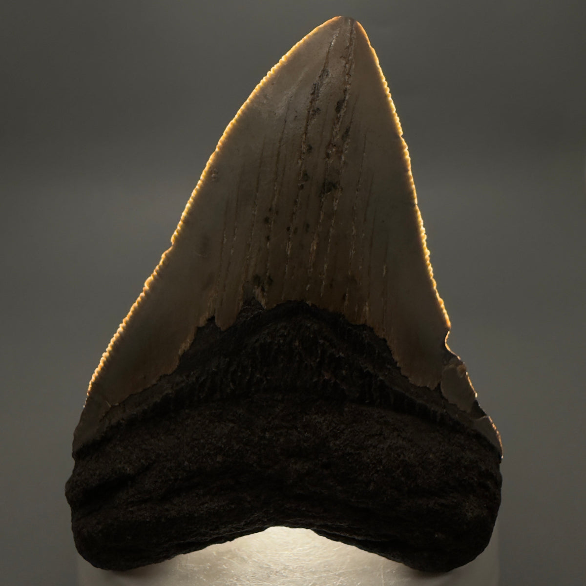 Front View Colorful, heart-shaped 3.15" Fossil Megalodon Tooth from North Carolina - megalodonteeth.com CM6795 - 1