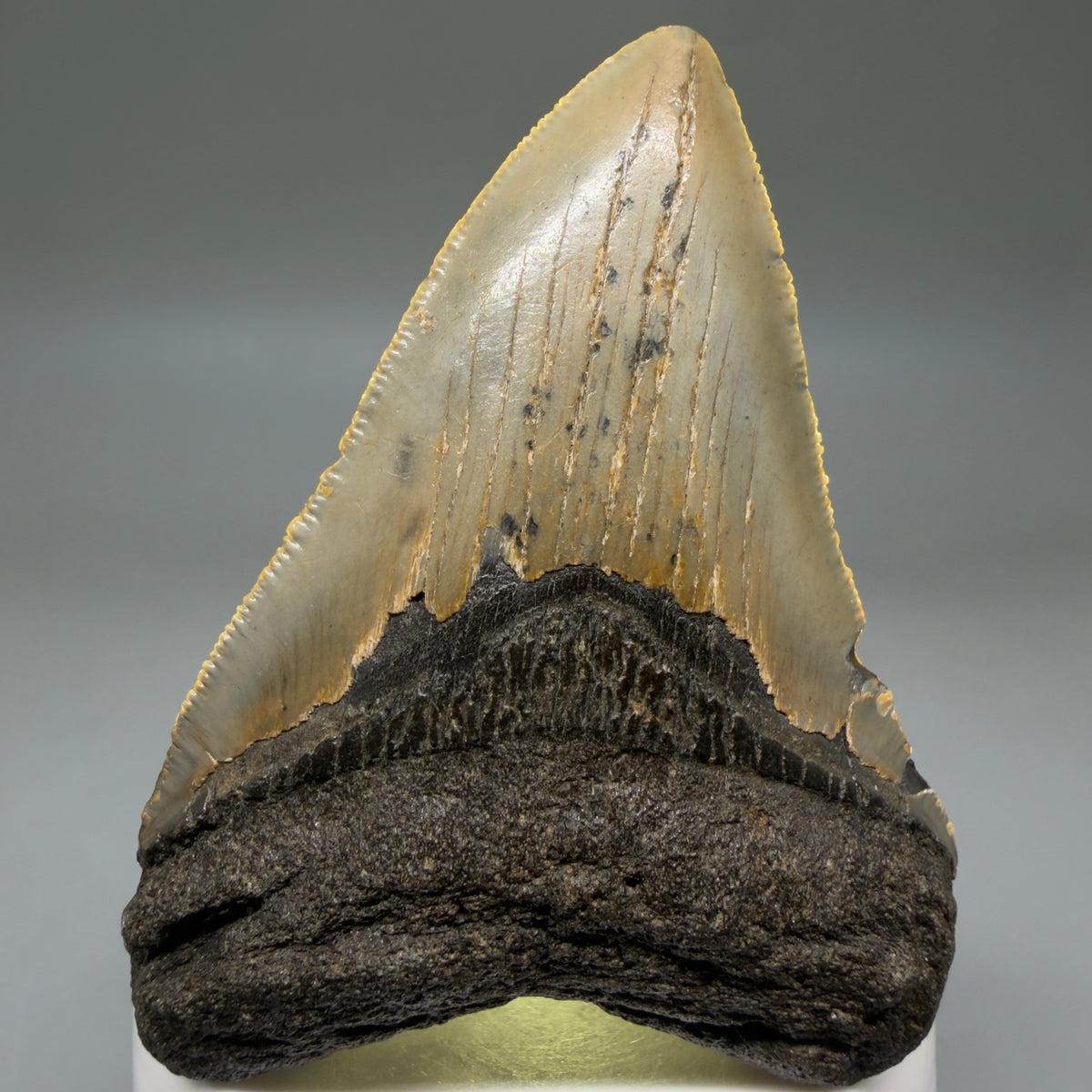 Front View Colorful, heart-shaped 3.15" Fossil Megalodon Tooth from North Carolina - megalodonteeth.com CM6795 - 2