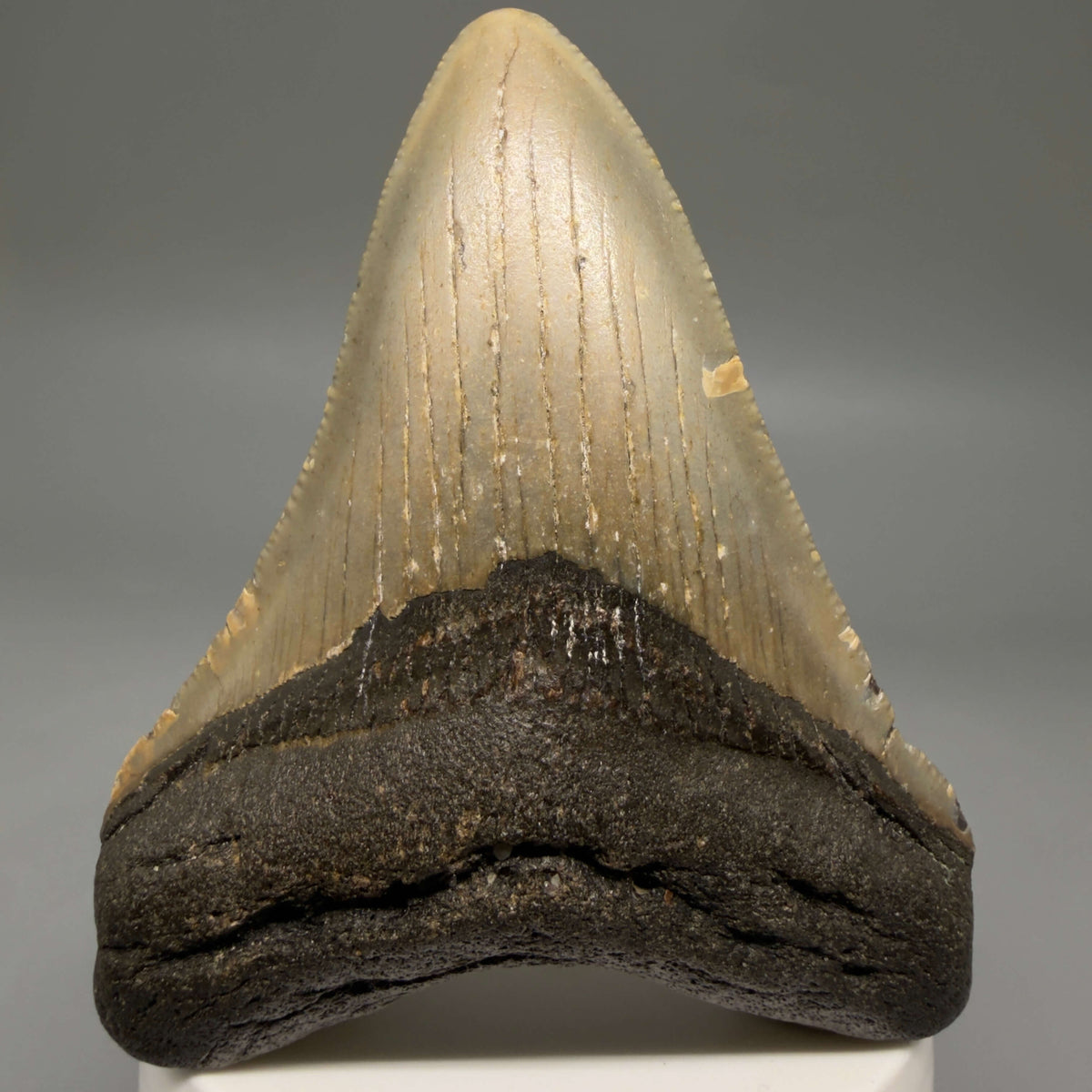 Front View Colorful, heart-shaped 3.35" Fossil Megalodon Tooth from North Carolina - megalodonteeth.com CM6806