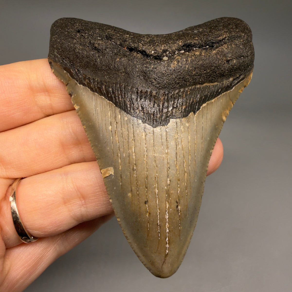 Front View Colorful, heart-shaped 3.35" Fossil Megalodon Tooth from North Carolina - megalodonteeth.com CM6806 - 1