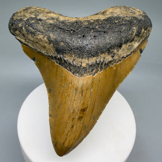 Front View Colorful, heart-shaped 3.38" Fossil Megalodon Tooth from North Carolina - megalodonteeth.com CM6635