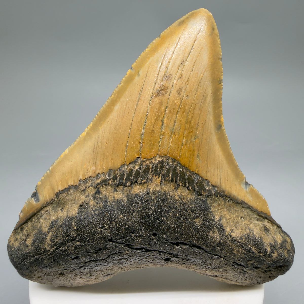 Front View Colorful, heart-shaped 3.38" Fossil Megalodon Tooth from North Carolina - megalodonteeth.com CM6635 - 1