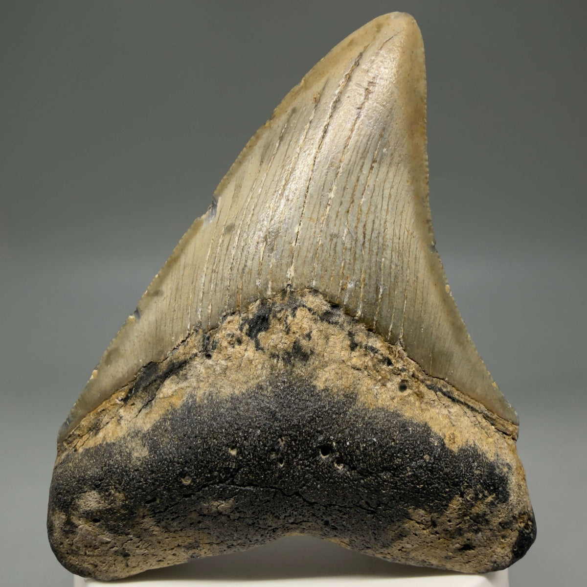 Front View Colorful, heart-shaped 3.41" Fossil Megalodon Tooth from North Carolina - megalodonteeth.com CM6796