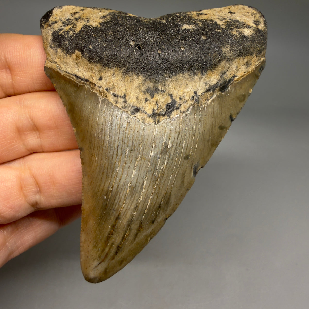 Front View Colorful, heart-shaped 3.41" Fossil Megalodon Tooth from North Carolina - megalodonteeth.com CM6796 - 1 