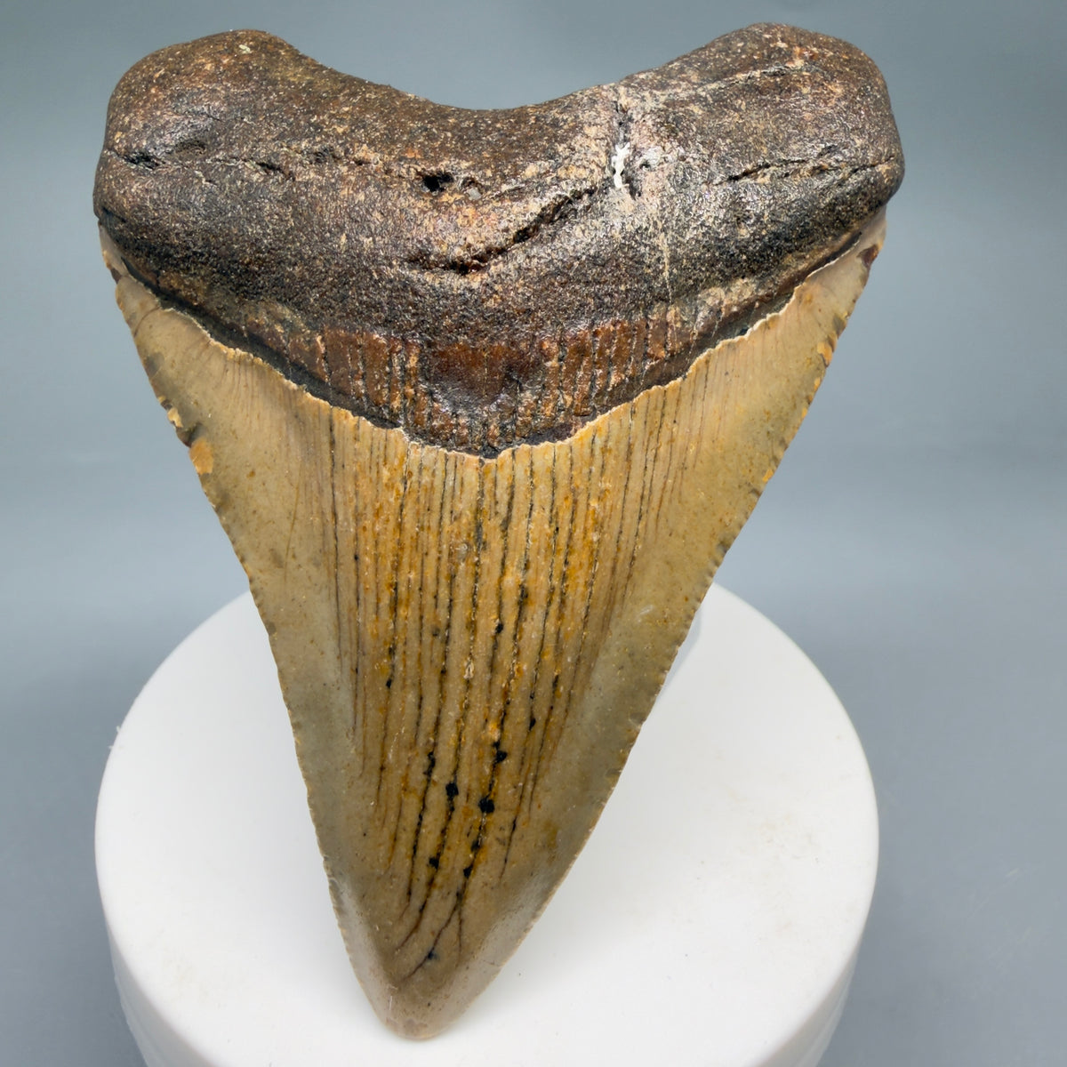 Front View Colorful, heart-shaped 3.46" Fossil Megalodon Tooth from North Carolina - megalodonteeth.com CM6636