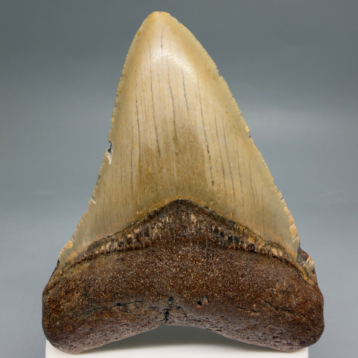 Front View Colorful, heart-shaped 3.46" Fossil Megalodon Tooth from North Carolina - megalodonteeth.com CM6636 - 1