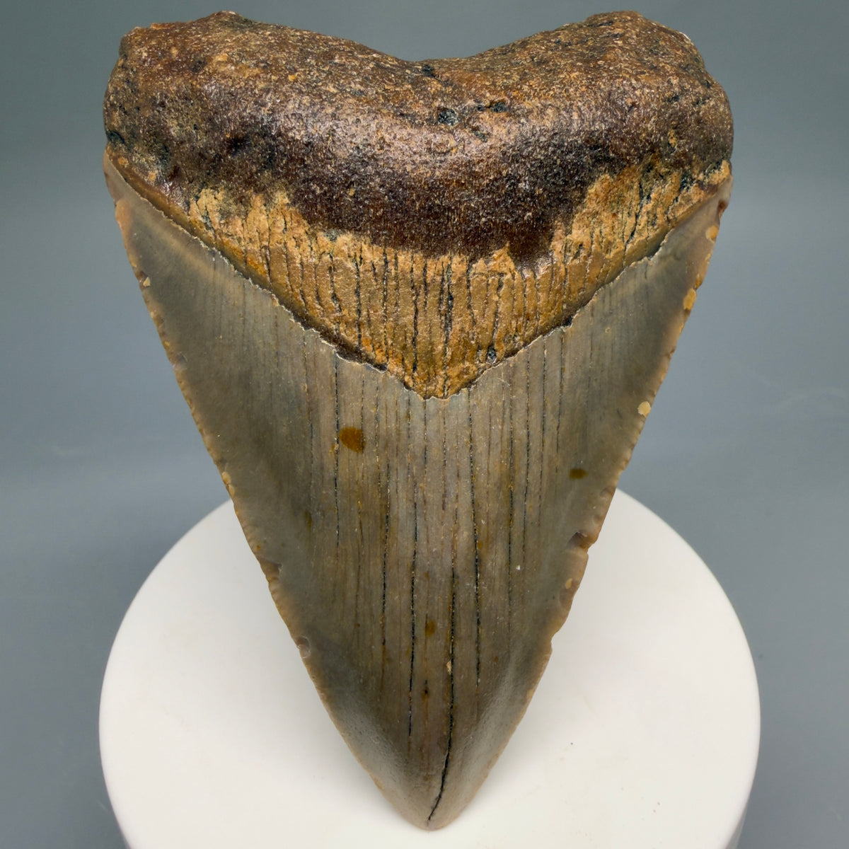 Front View Colorful, heart-shaped 3.46" Fossil Megalodon Tooth from North Carolina - megalodonteeth.com CM6768