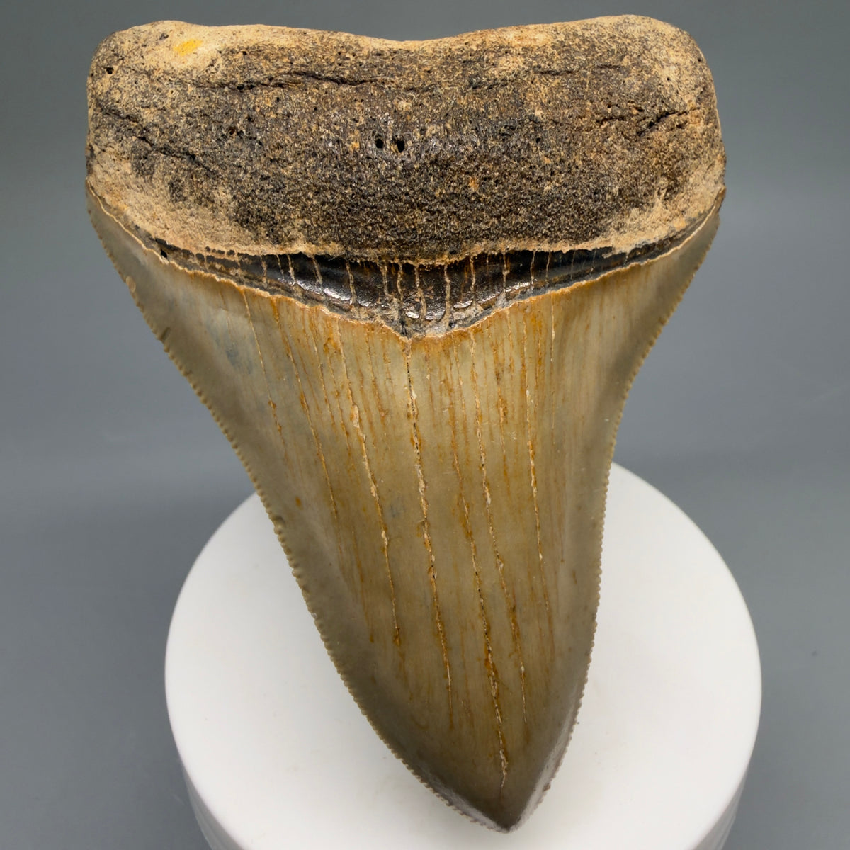 Front View Colorful, heart-shaped 3.47" Fossil Megalodon Tooth from North Carolina - megalodonteeth.com CM6767