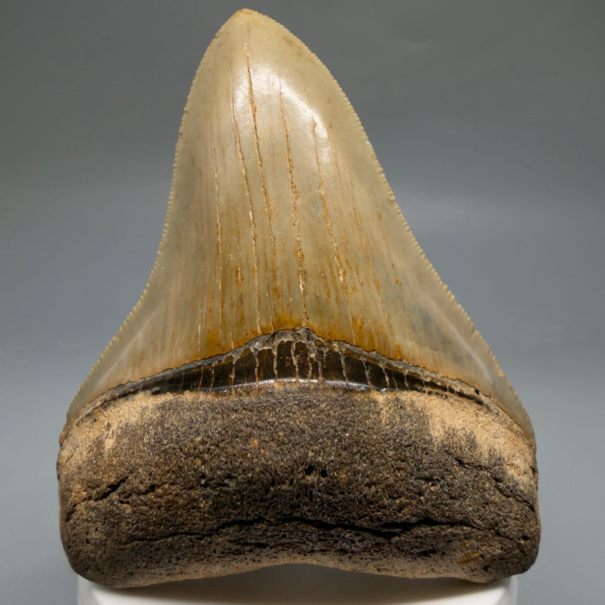 Front View Colorful, heart-shaped 3.47" Fossil Megalodon Tooth from North Carolina - megalodonteeth.com CM6767 - 1