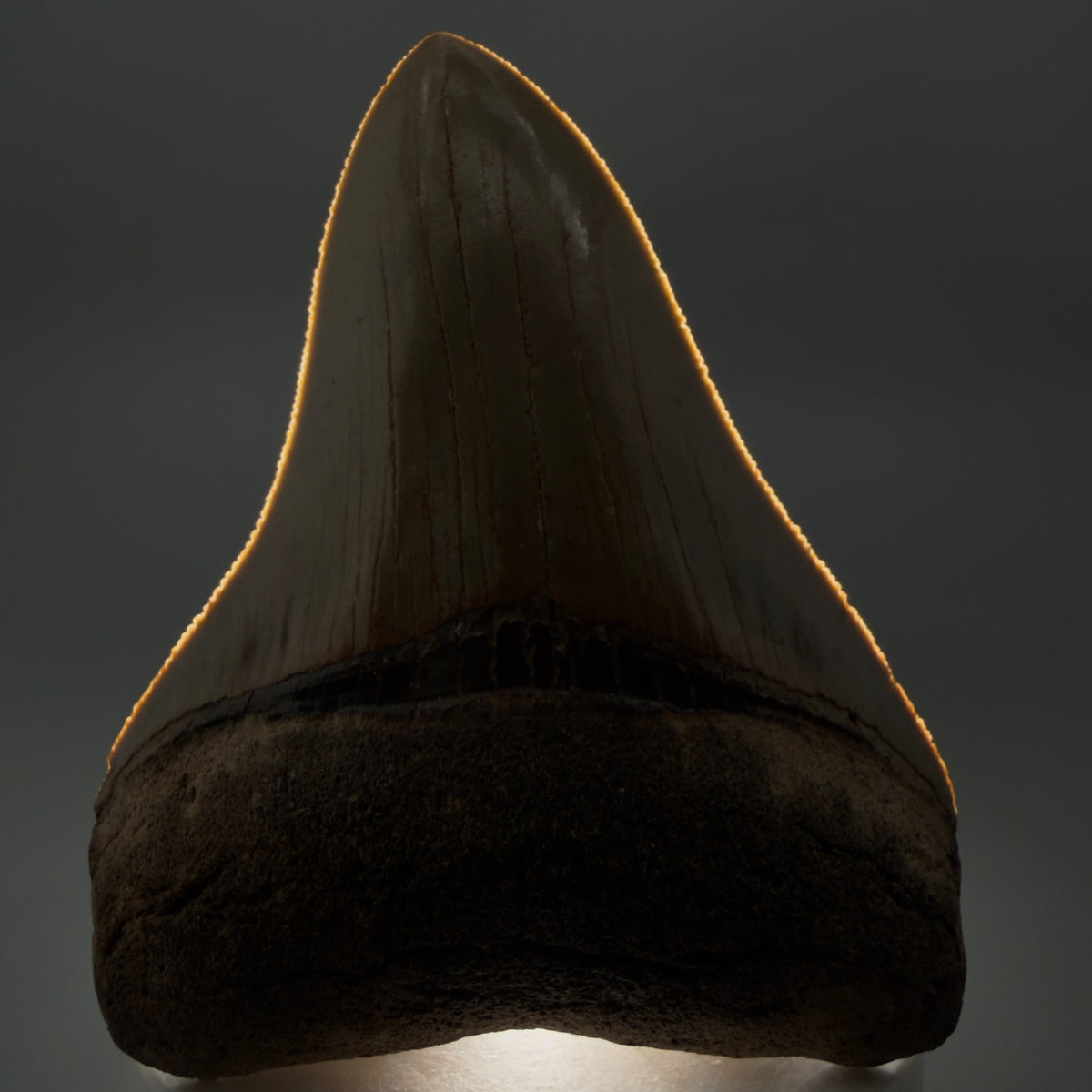 Front View Colorful, heart-shaped 3.47" Fossil Megalodon Tooth from North Carolina - megalodonteeth.com CM6767 - 2