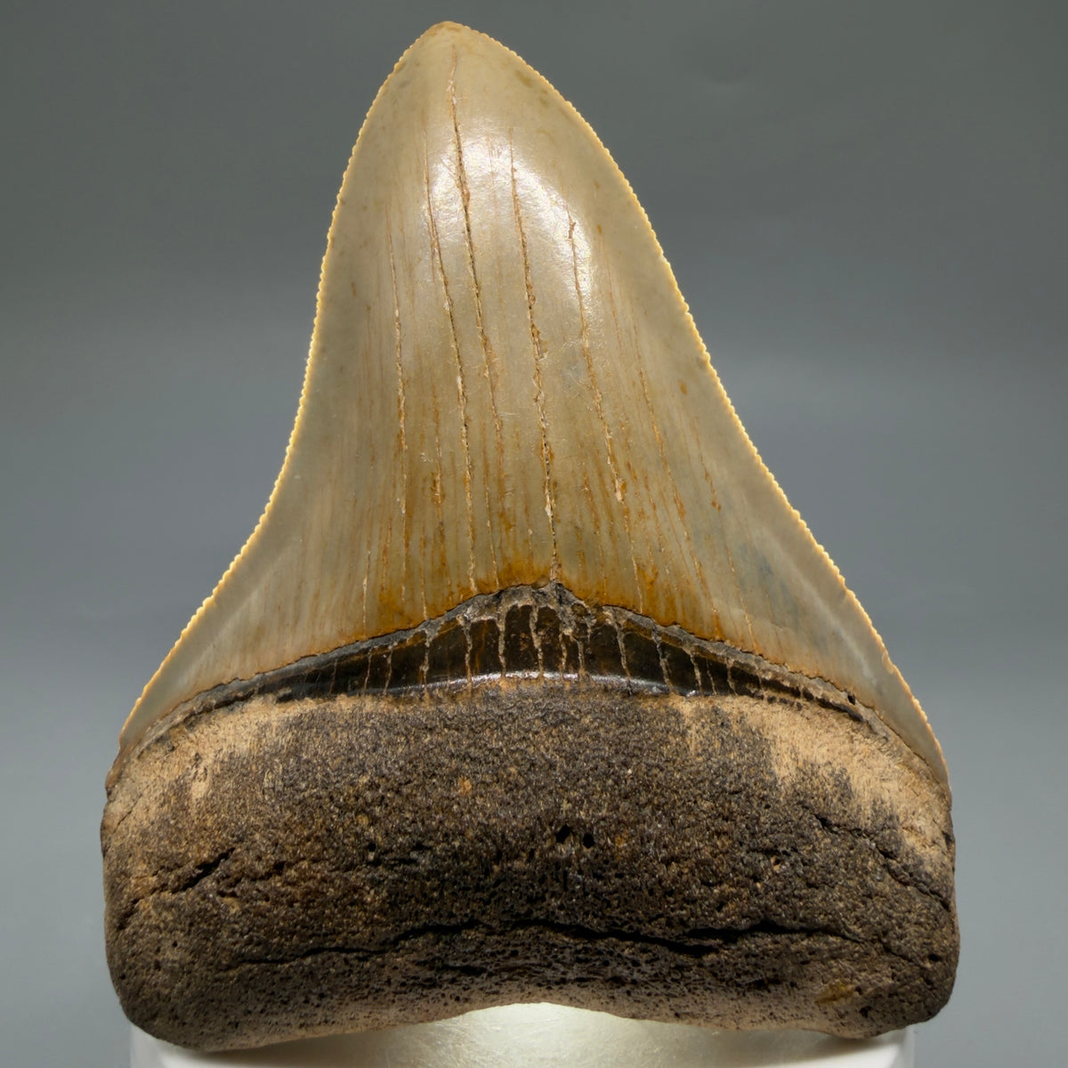 Front View Colorful, heart-shaped 3.47" Fossil Megalodon Tooth from North Carolina - megalodonteeth.com CM6767 - 3