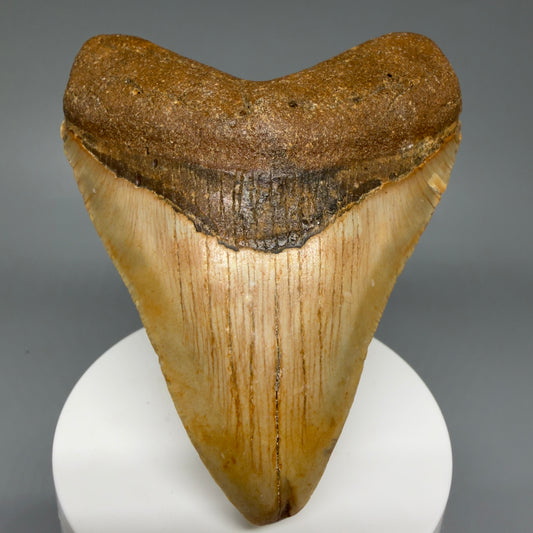 Front View Colorful, heart-shaped 3.54" Fossil Megalodon Tooth from North Carolina - megalodonteeth.com CM6074
