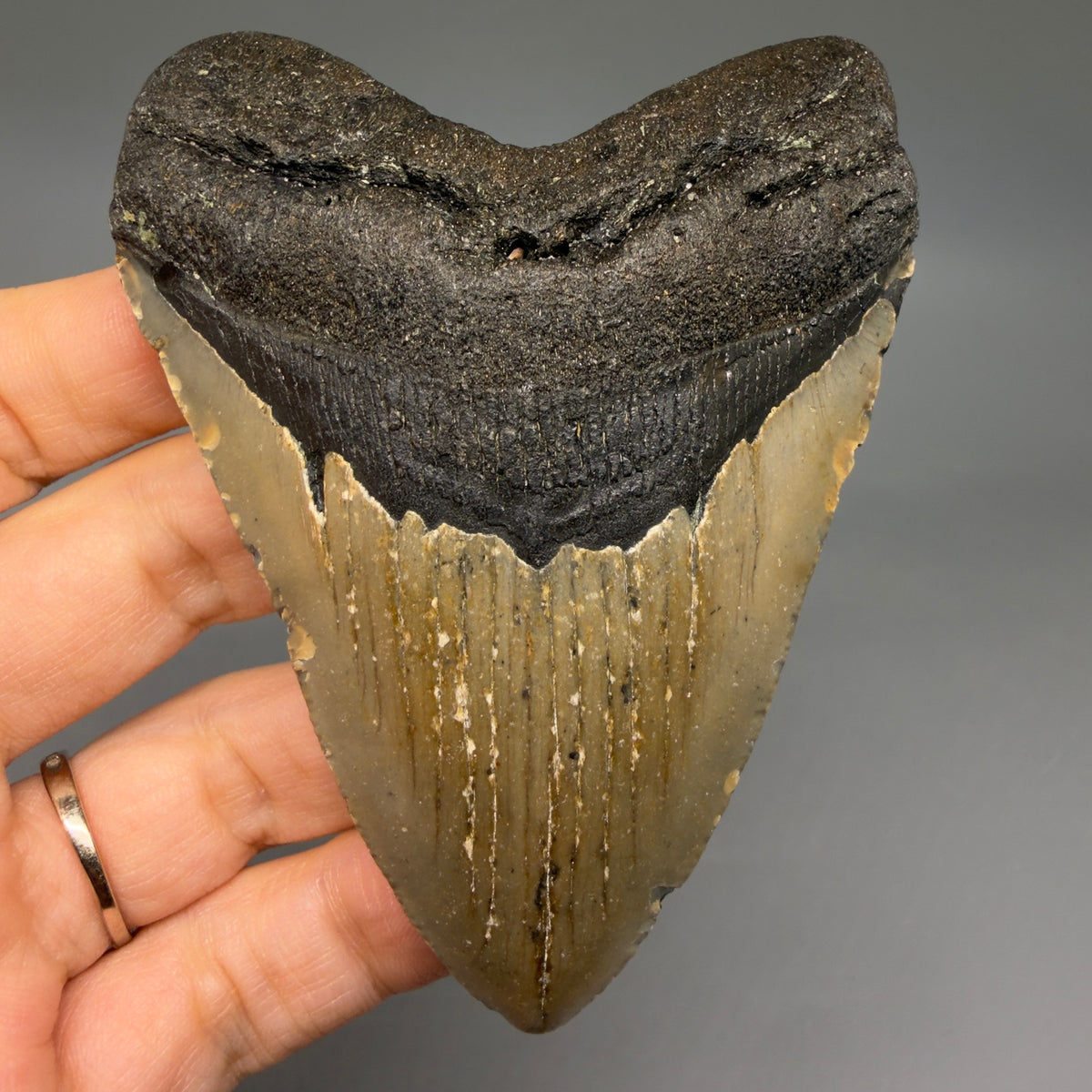Front View Colorful, heart-shaped 3.57" Fossil Megalodon Tooth from North Carolina - megalodonteeth.com CM6803
