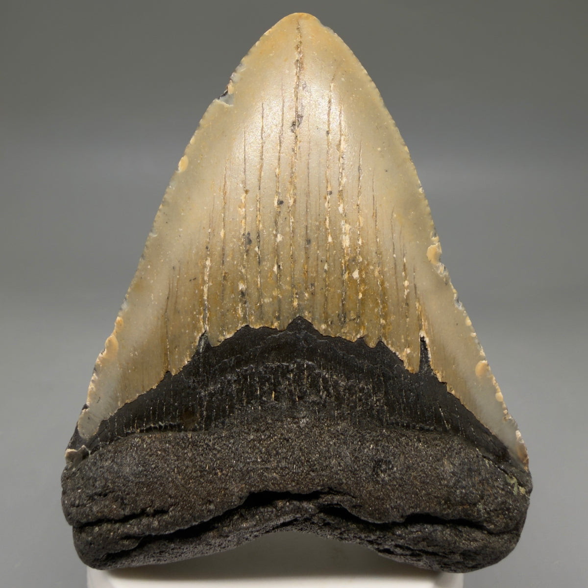 Front View Colorful, heart-shaped 3.57" Fossil Megalodon Tooth from North Carolina - megalodonteeth.com CM6803 - 1