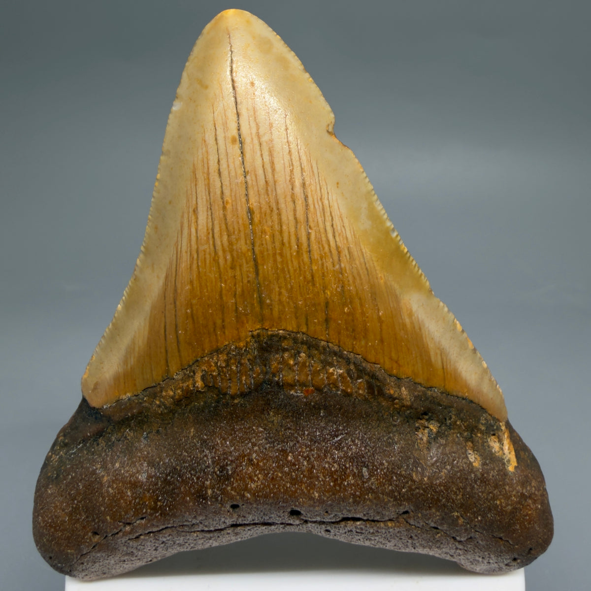 Front View Colorful, heart-shaped 3.59" Fossil Megalodon Tooth from North Carolina - megalodonteeth.com CM6642