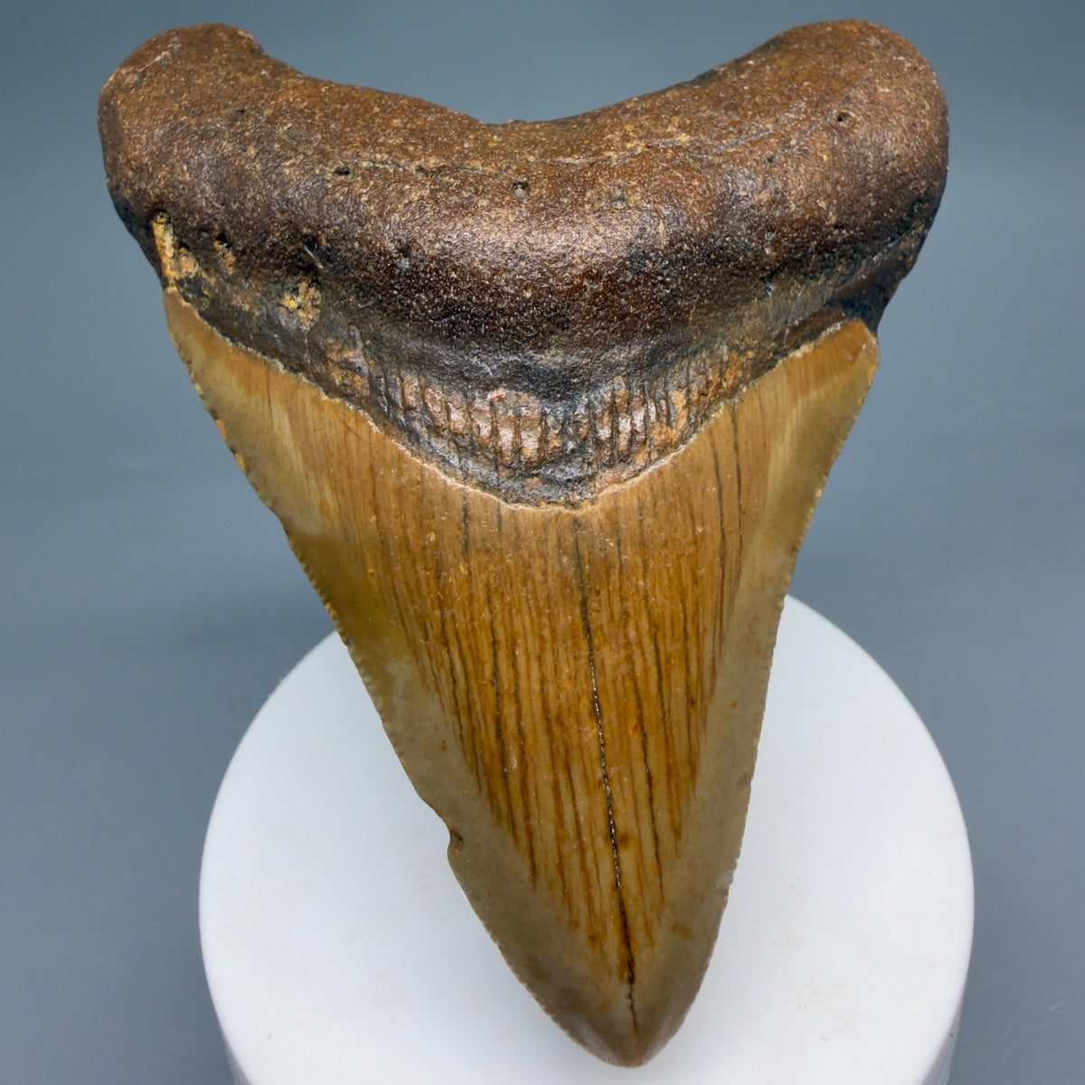 Front View Colorful, heart-shaped 3.59" Fossil Megalodon Tooth from North Carolina - megalodonteeth.com CM6642 - 1