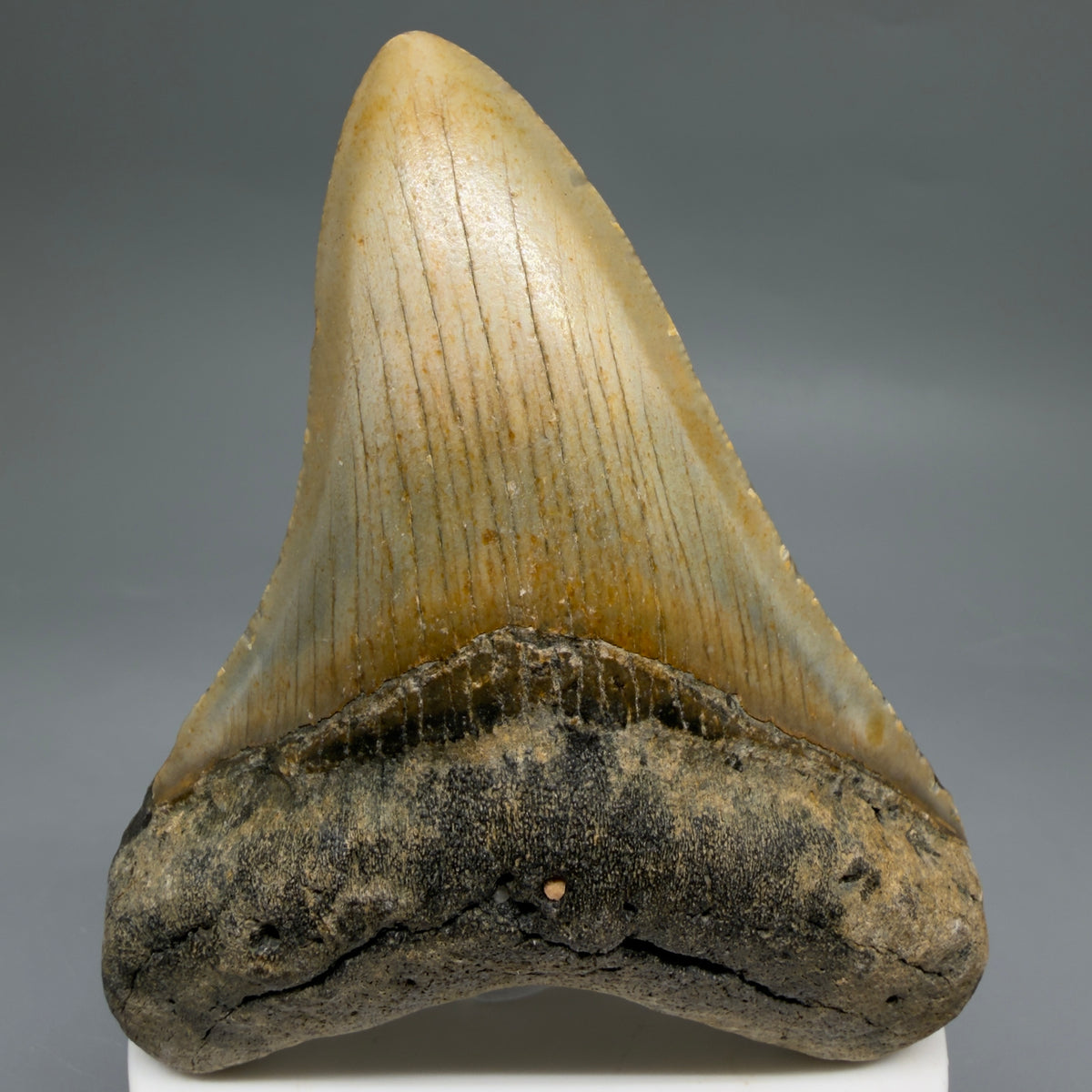 Front View Colorful, heart-shaped 3.61" Fossil Megalodon Tooth from North Carolina - megalodonteeth.com CM6640