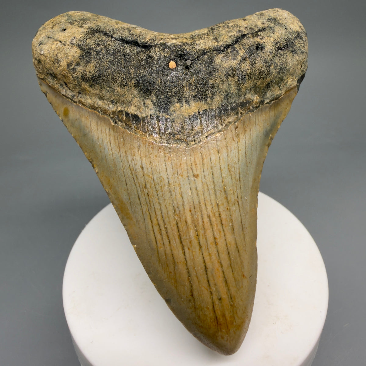Front View Colorful, heart-shaped 3.61" Fossil Megalodon Tooth from North Carolina - megalodonteeth.com CM6640 - 1