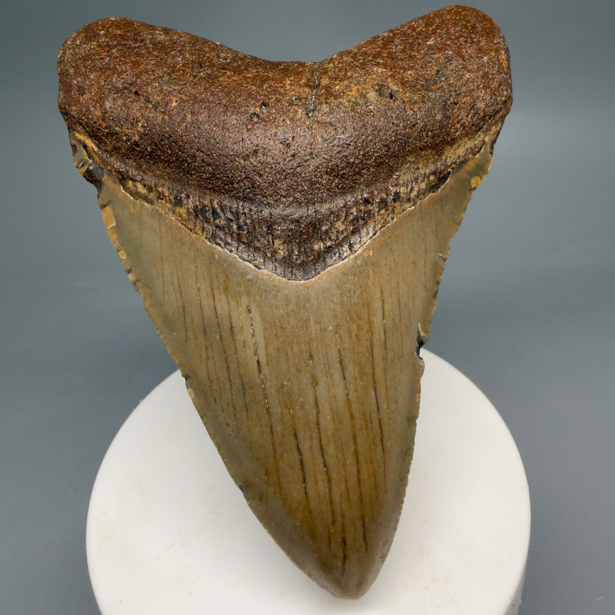 Front View Colorful, heart-shaped 3.62" Fossil Megalodon Tooth from North Carolina - megalodonteeth.com CM664
