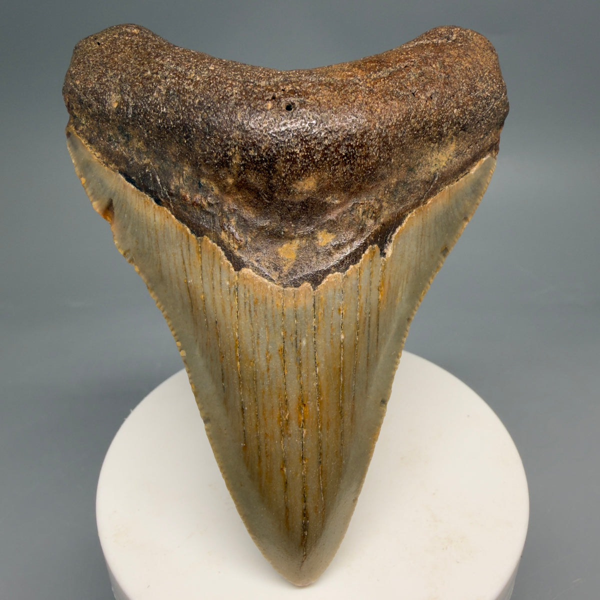 Front View Colorful, heart-shaped 3.63" Fossil Megalodon Tooth from North Carolina - megalodonteeth.com CM6643