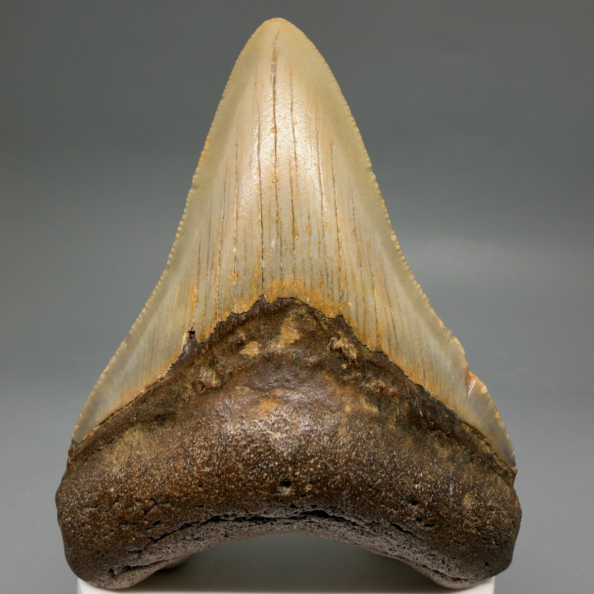 Front View Colorful, heart-shaped 3.63" Fossil Megalodon Tooth from North Carolina - megalodonteeth.com CM6643 - 1