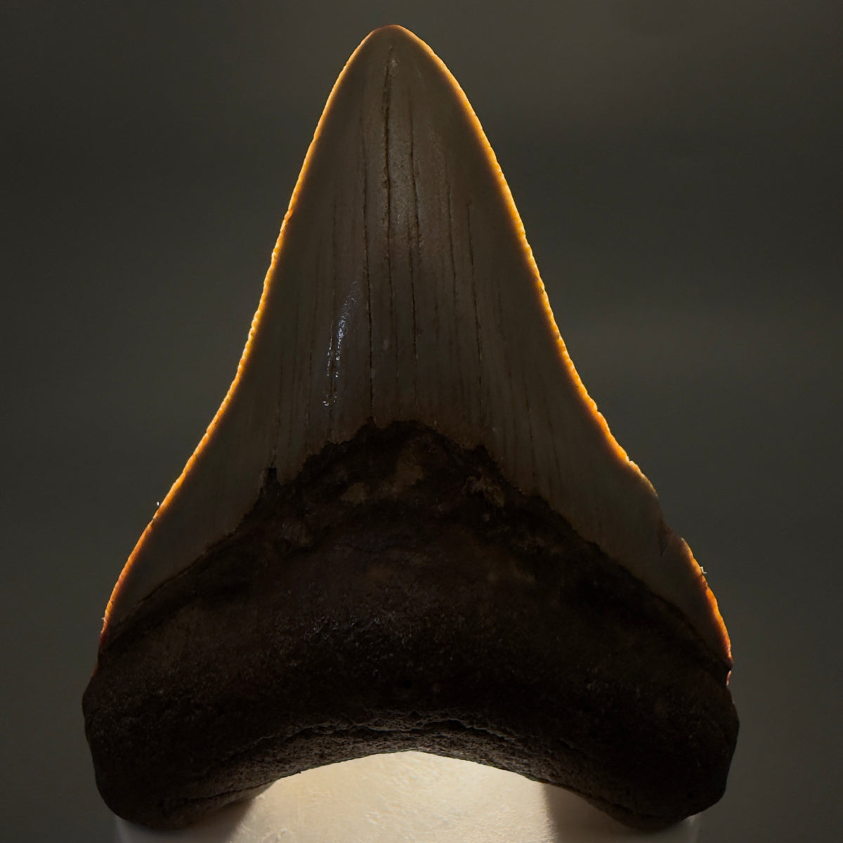 Front View Colorful, heart-shaped 3.63" Fossil Megalodon Tooth from North Carolina - megalodonteeth.com CM6643 - 2