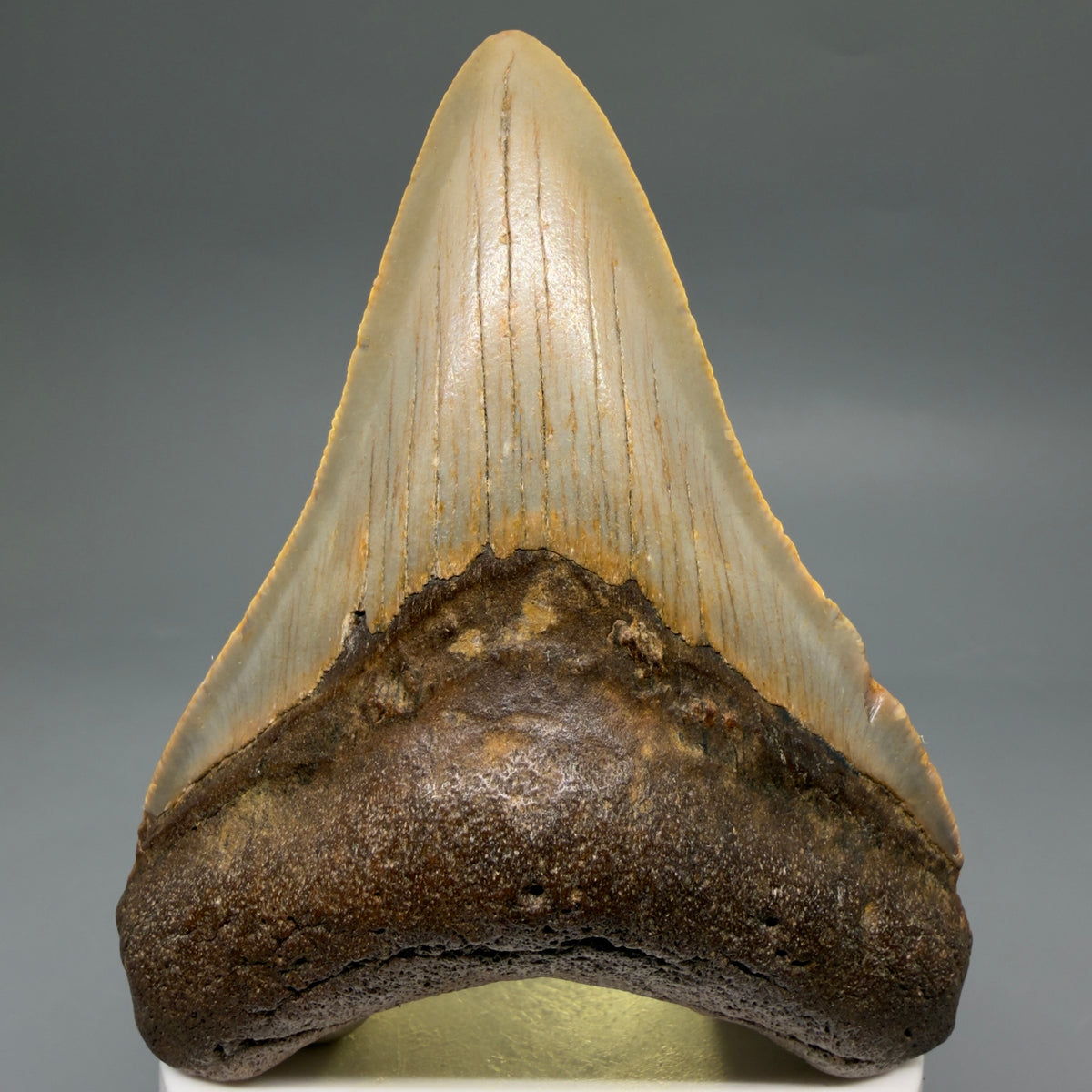 Front View Colorful, heart-shaped 3.63" Fossil Megalodon Tooth from North Carolina - megalodonteeth.com CM6643 - 3