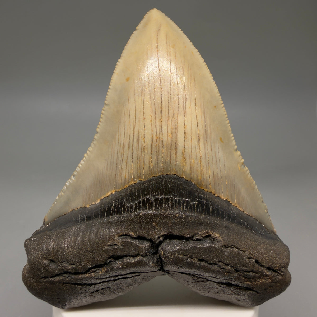 Front View Colorful, heart-shaped 3.67" Fossil Megalodon Tooth from North Carolina - megalodonteeth.com CM6804