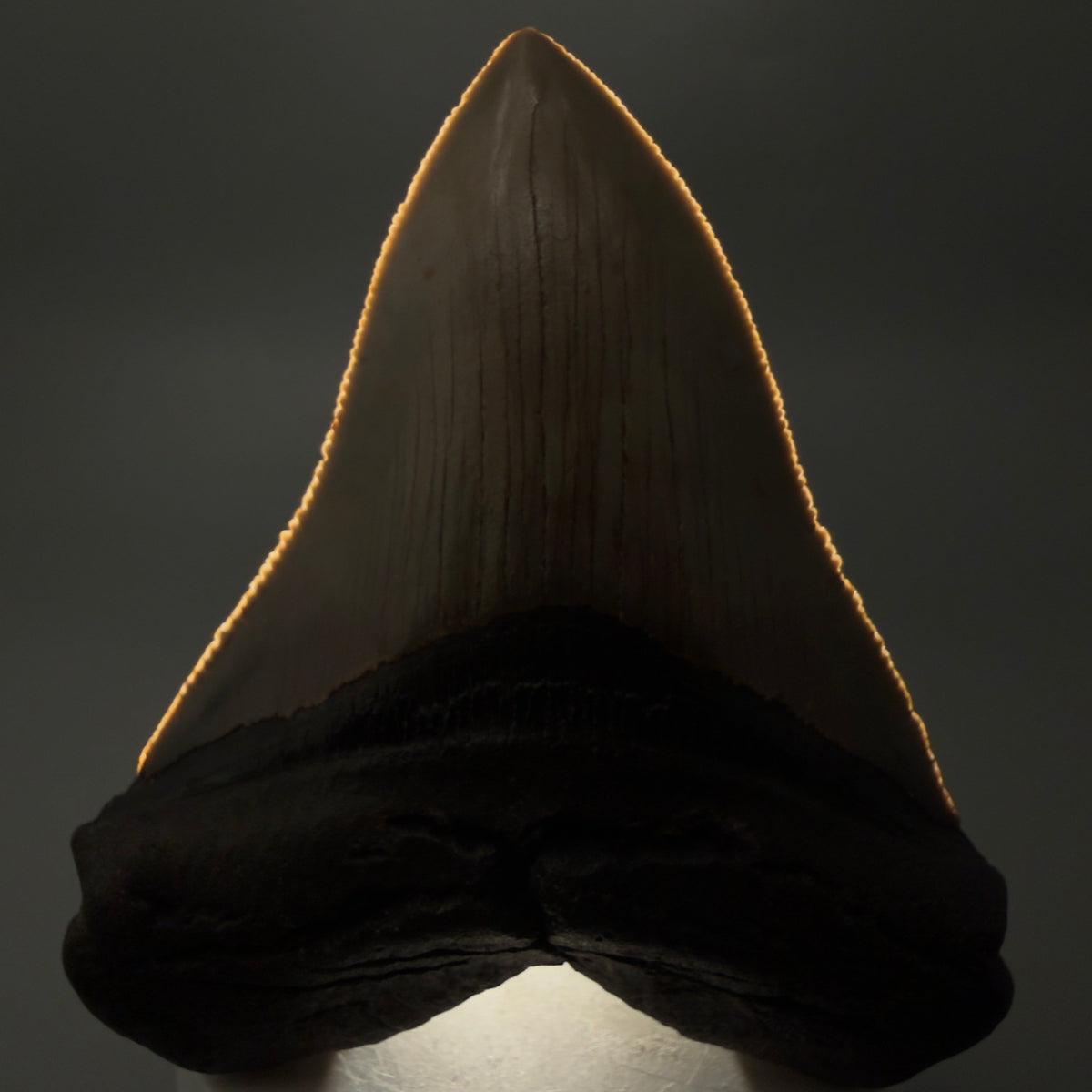 Front View Colorful, heart-shaped 3.67" Fossil Megalodon Tooth from North Carolina - megalodonteeth.com CM6804 - 1