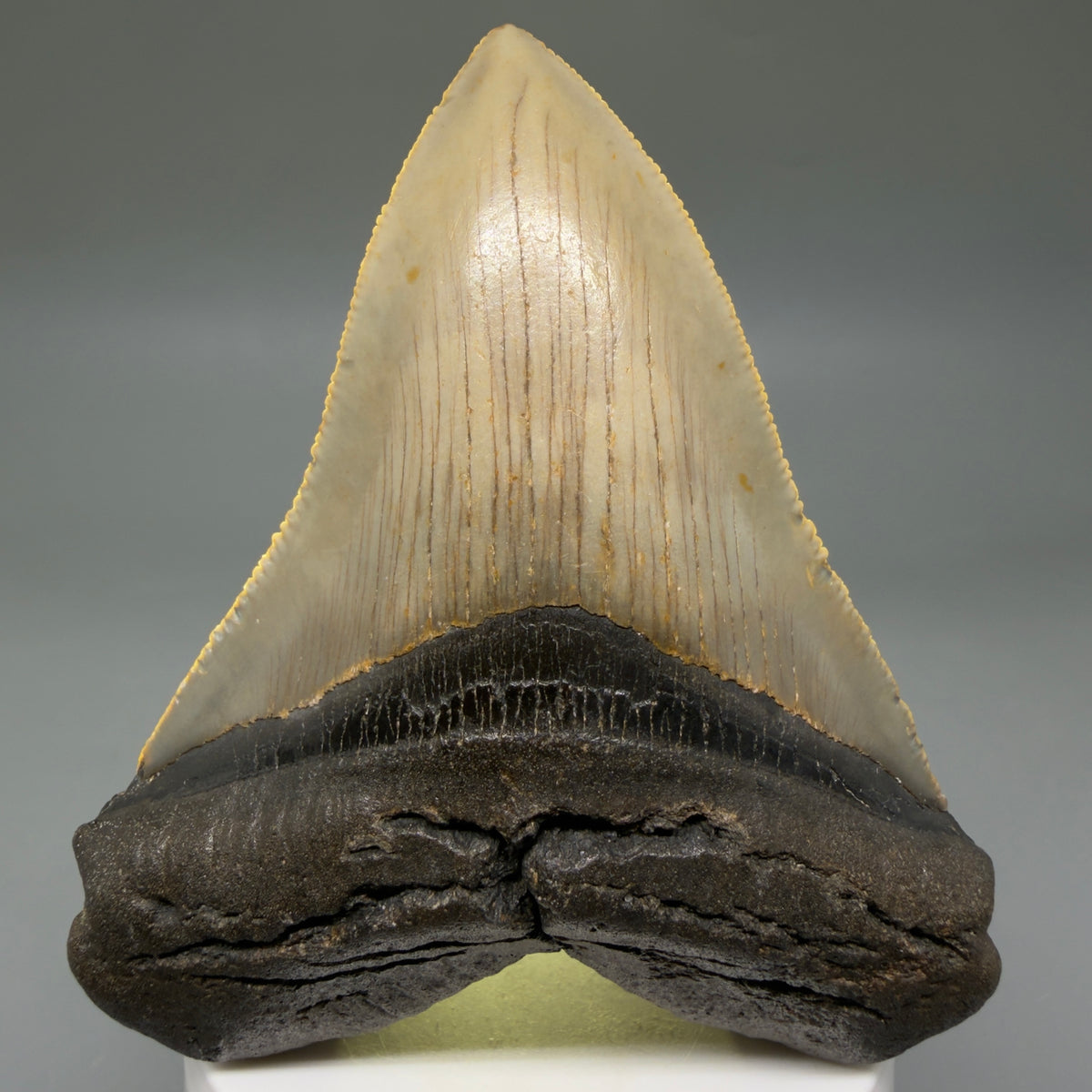 Front View Colorful, heart-shaped 3.67" Fossil Megalodon Tooth from North Carolina - megalodonteeth.com CM6804 - 2