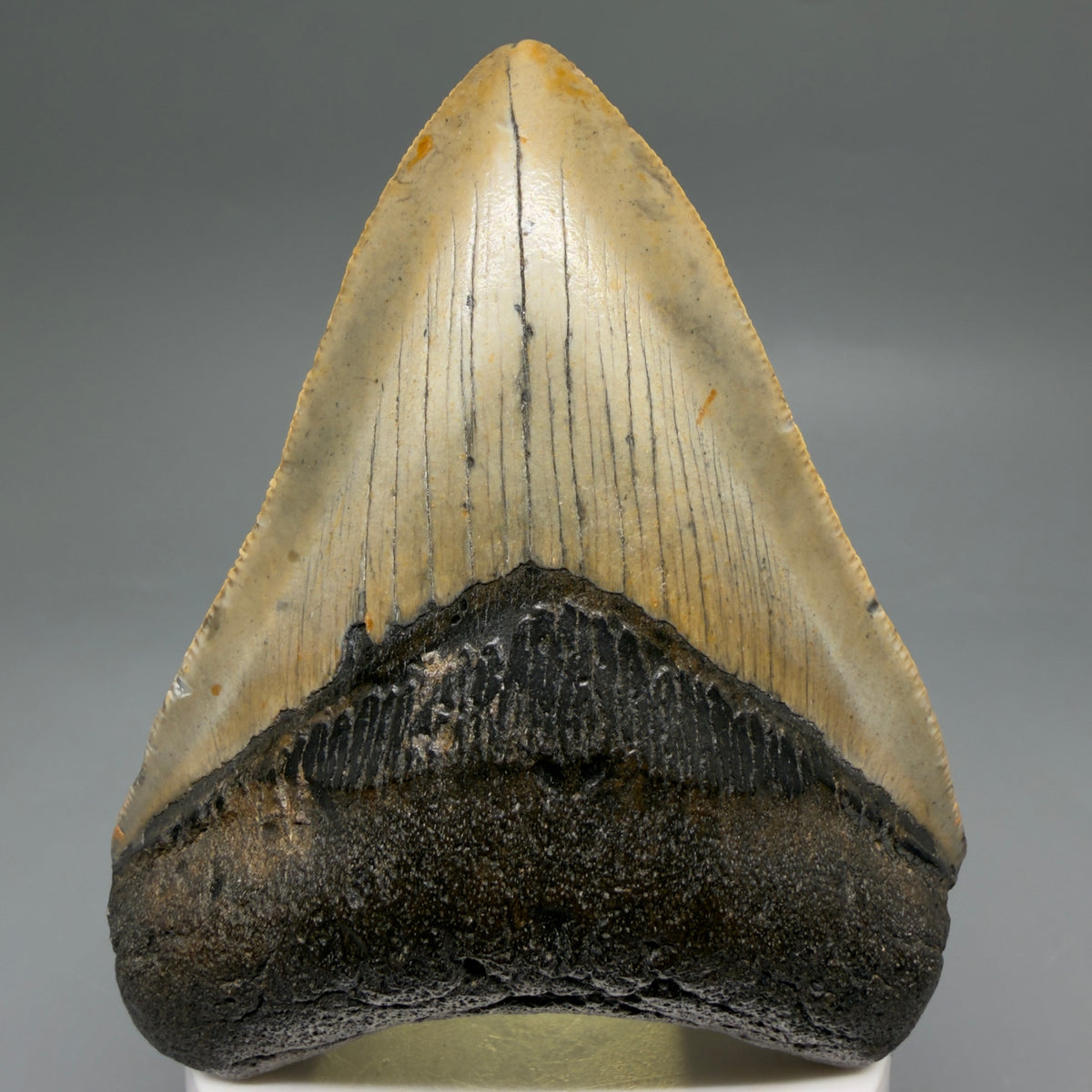 Front View Colorful, heart-shaped 3.68" Fossil Megalodon Tooth from North Carolina - megalodonteeth.com CM6646