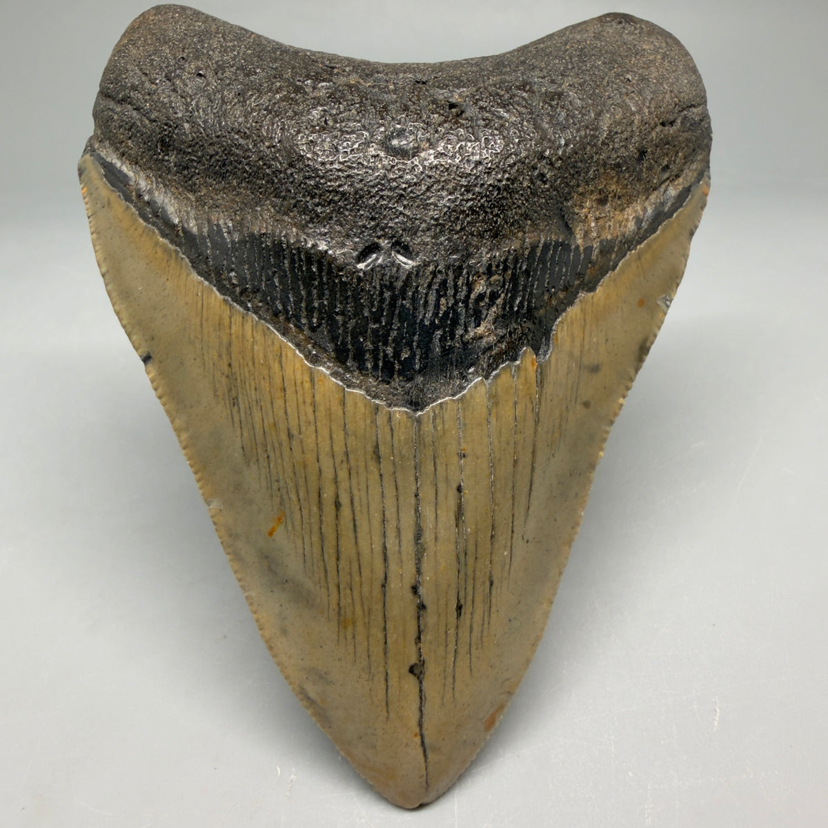 Front View Colorful, heart-shaped 3.68" Fossil Megalodon Tooth from North Carolina - megalodonteeth.com CM6646 - 1
