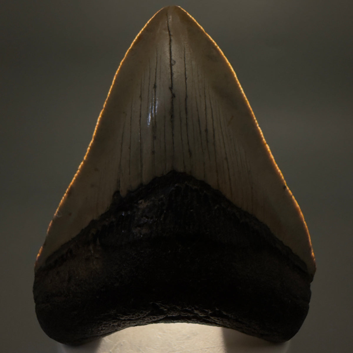 Front View Colorful, heart-shaped 3.68" Fossil Megalodon Tooth from North Carolina - megalodonteeth.com CM6646 - 2