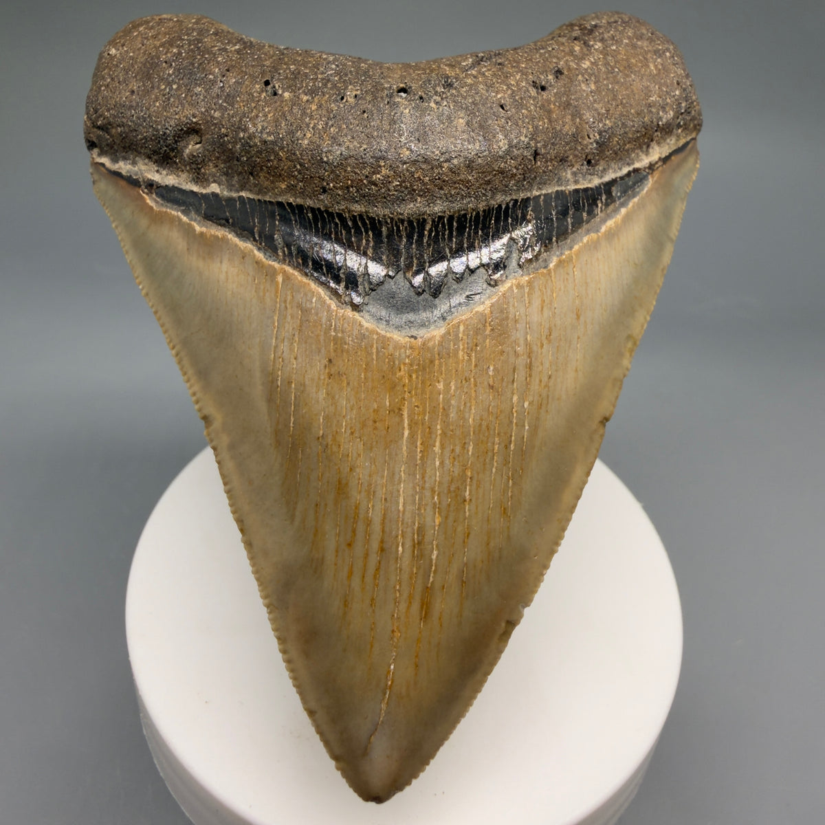 Front View Colorful, heart-shaped 3.70" Fossil Megalodon Tooth from North Carolina - megalodonteeth.com CM6772