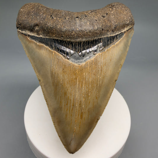 Front View Colorful, heart-shaped 3.70" Fossil Megalodon Tooth from North Carolina - megalodonteeth.com CM6772