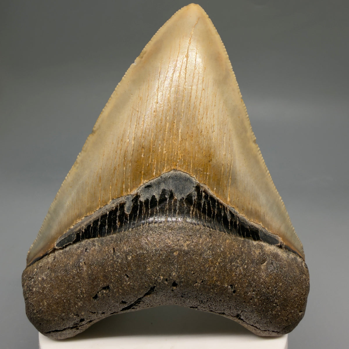 Front View Colorful, heart-shaped 3.70" Fossil Megalodon Tooth from North Carolina - megalodonteeth.com CM6772 - 1