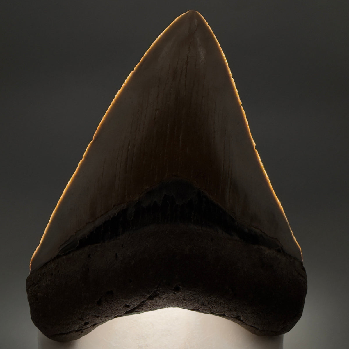 Front View Colorful, heart-shaped 3.70" Fossil Megalodon Tooth from North Carolina - megalodonteeth.com CM6772 - 2