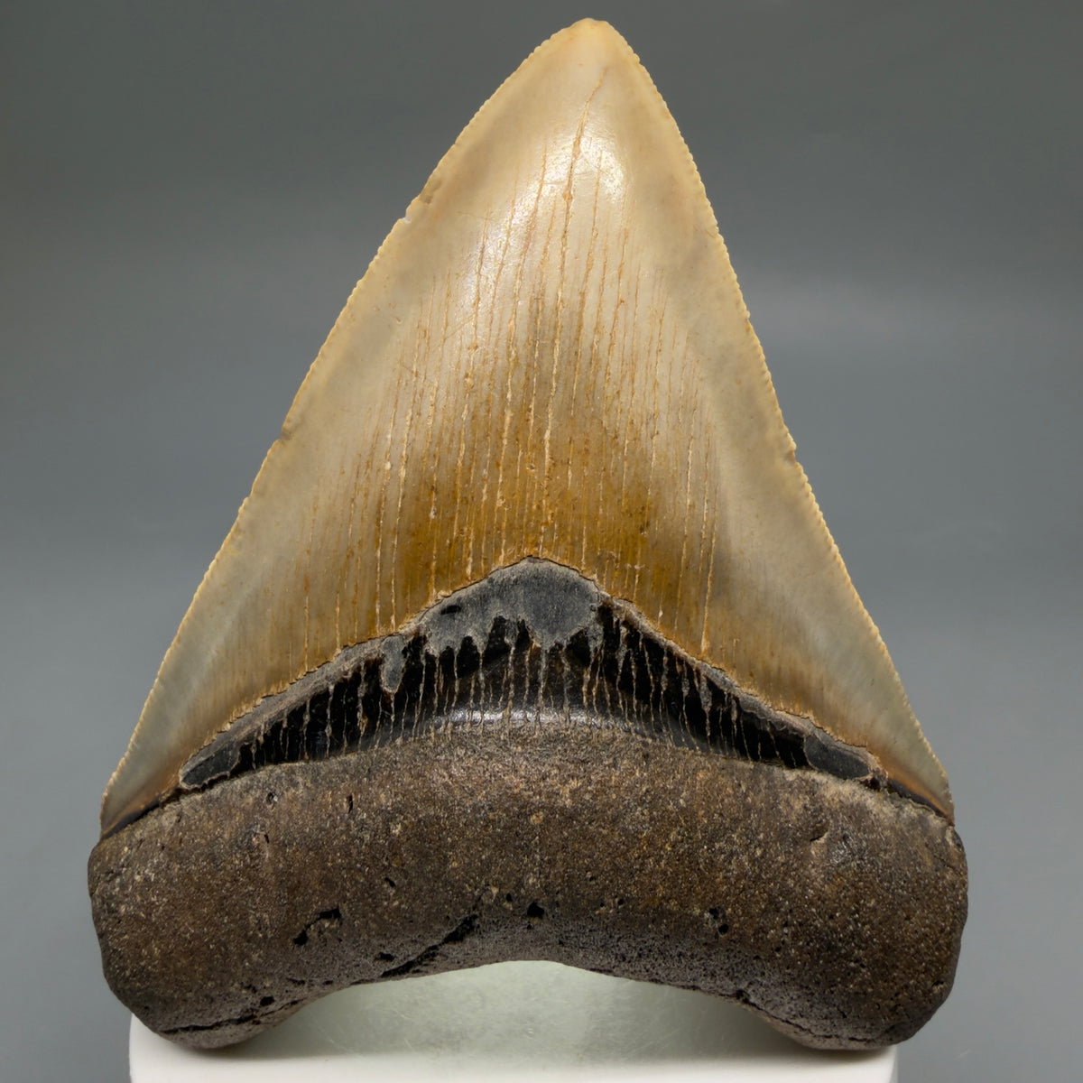 Front View Colorful, heart-shaped 3.70" Fossil Megalodon Tooth from North Carolina - megalodonteeth.com CM6772 - 3