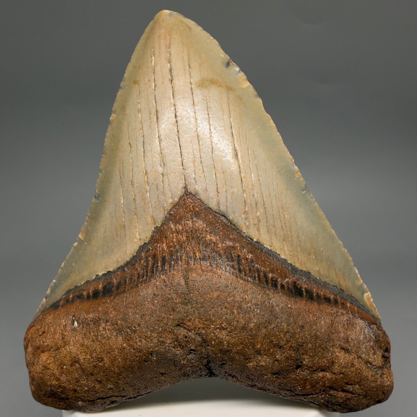 Front View Colorful, heart-shaped 3.74" Fossil Megalodon Tooth from North Carolina - megalodonteeth.com CM6580