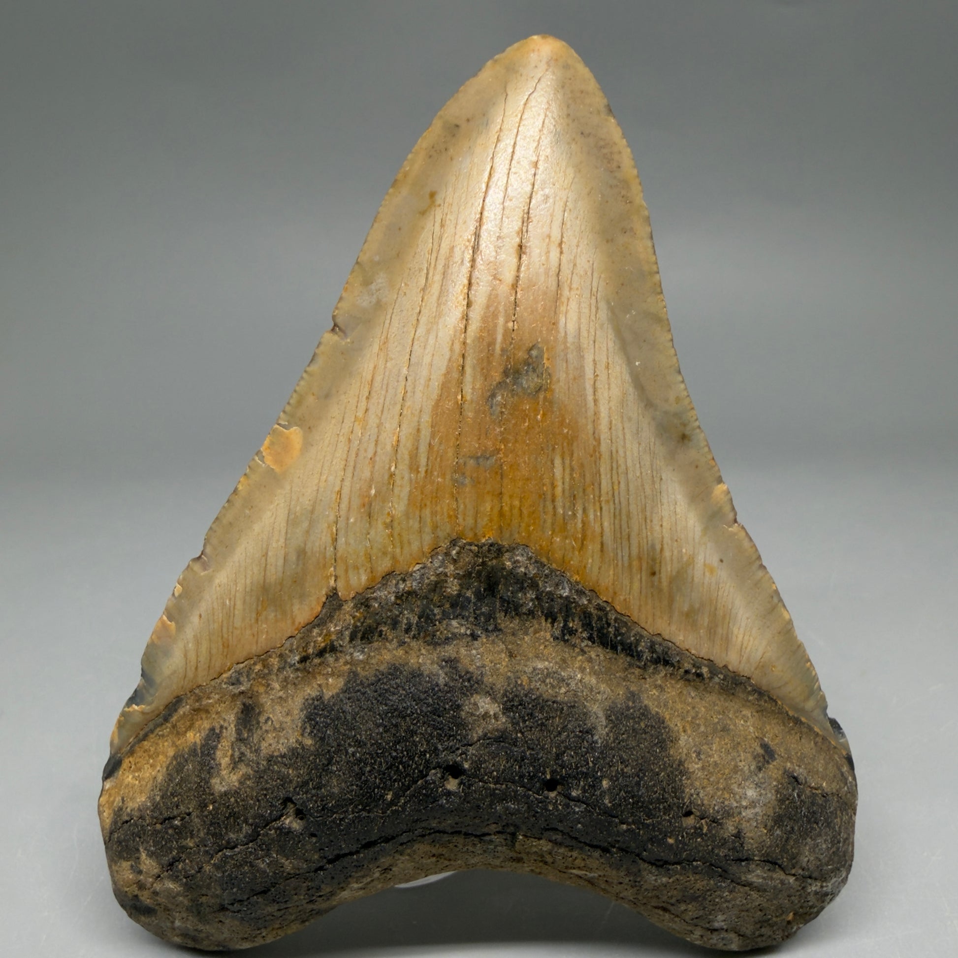 Front View Colorful, heart-shaped 3.88" Fossil Megalodon Tooth from North Carolina - megalodonteeth.com CM6505