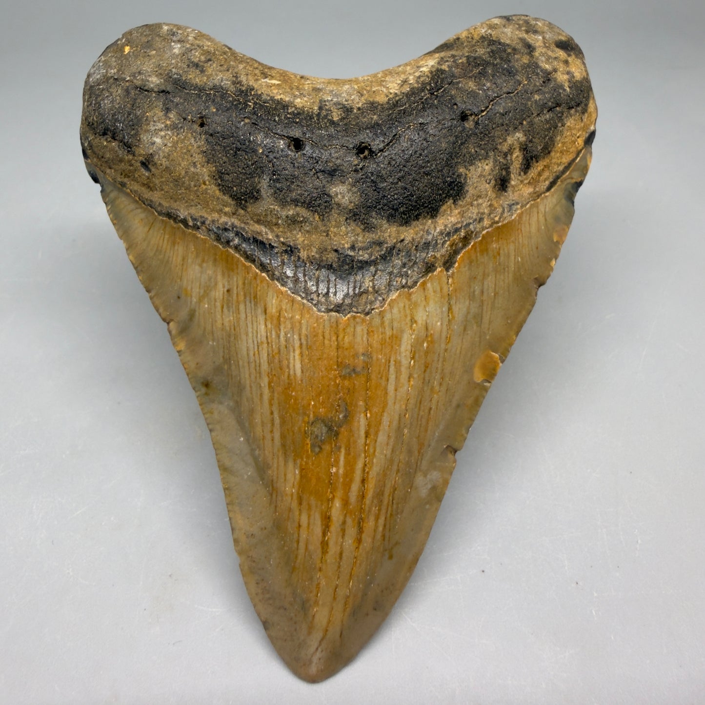 Front View Colorful, heart-shaped 3.88" Fossil Megalodon Tooth from North Carolina - megalodonteeth.com CM6505 - 1