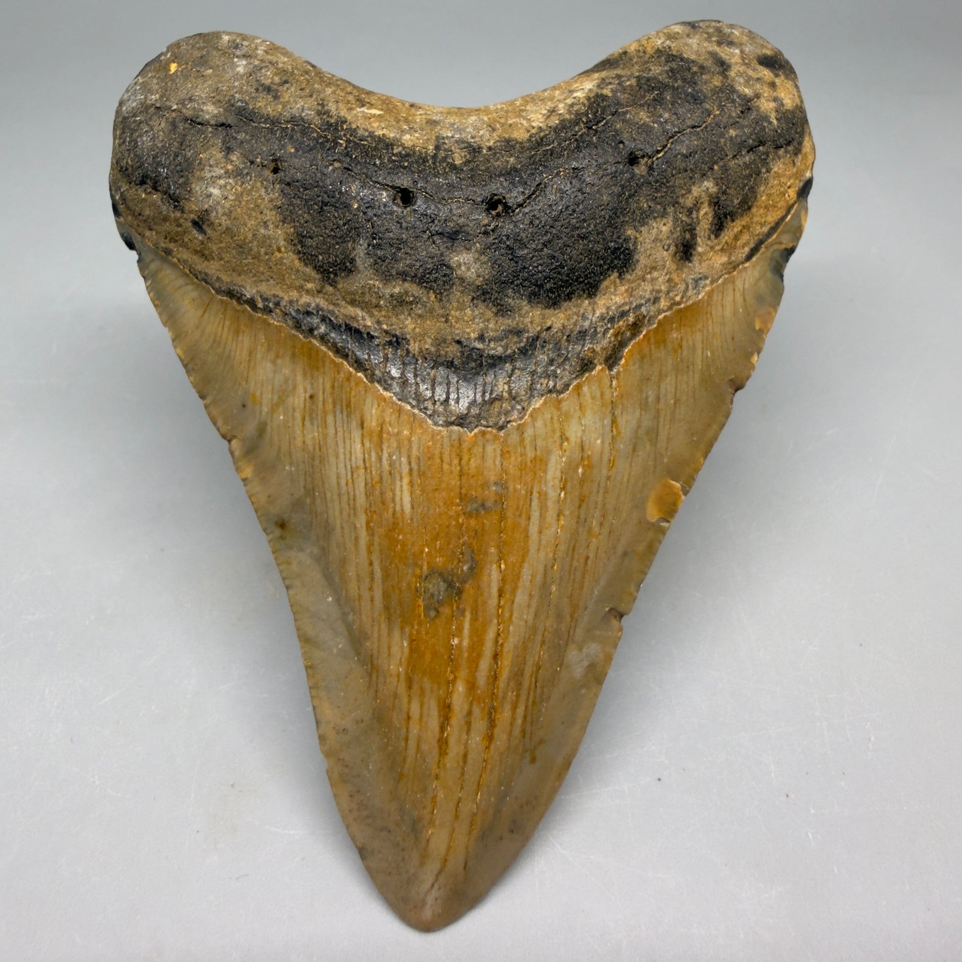 Front View Colorful, heart-shaped 3.88" Fossil Megalodon Tooth from North Carolina - megalodonteeth.com CM6505 - 1