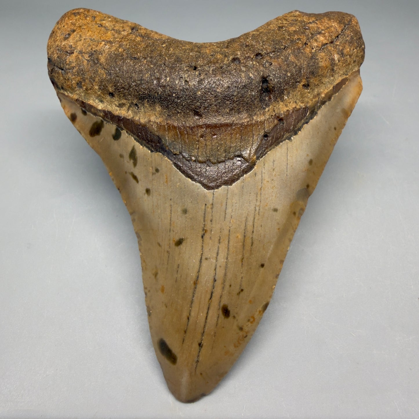 Front View Colorful, heart-shaped 3.90" Fossil Megalodon Tooth from North Carolina - megalodonteeth.com CM6504