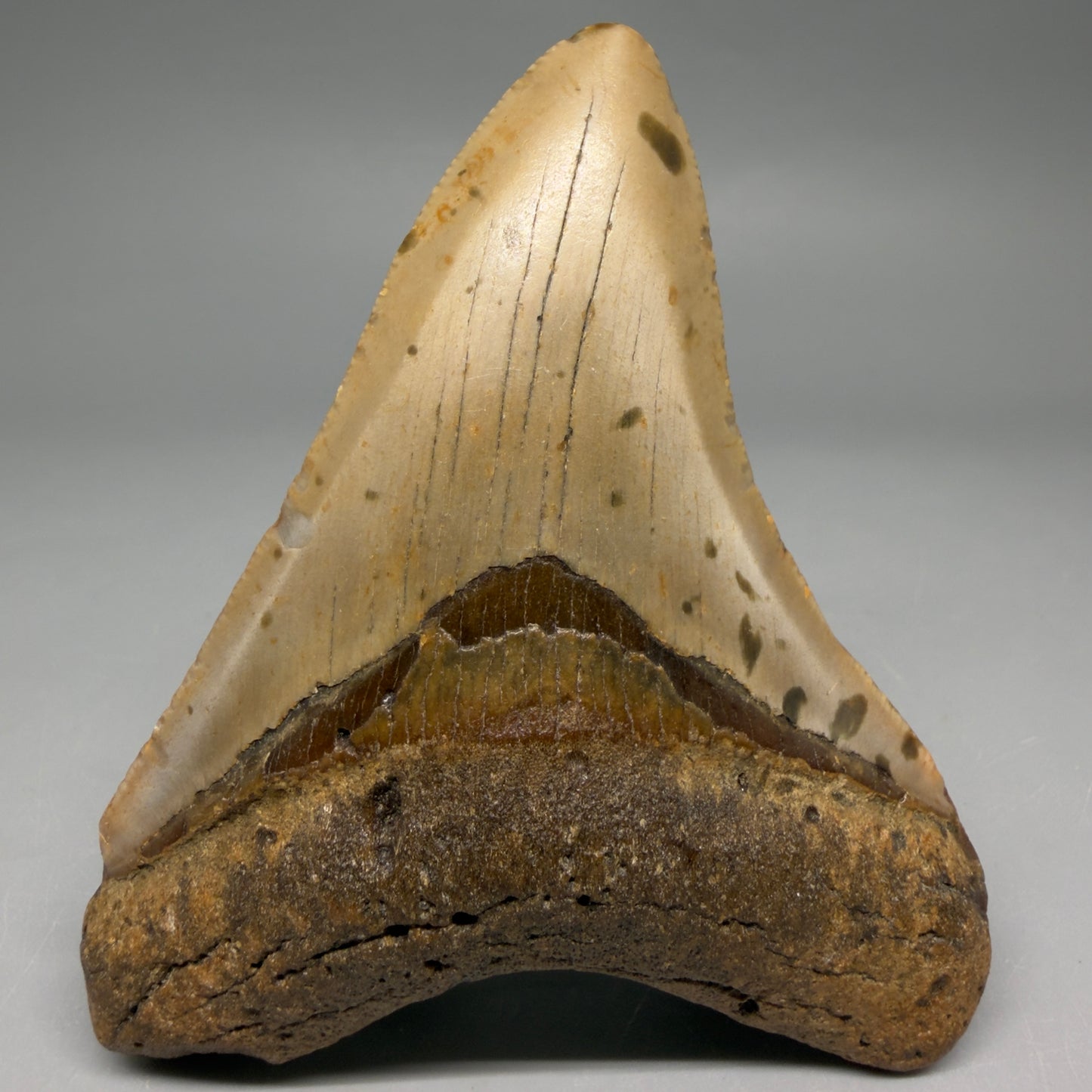 Front View Colorful, heart-shaped 3.90" Fossil Megalodon Tooth from North Carolina - megalodonteeth.com CM6504 - 1