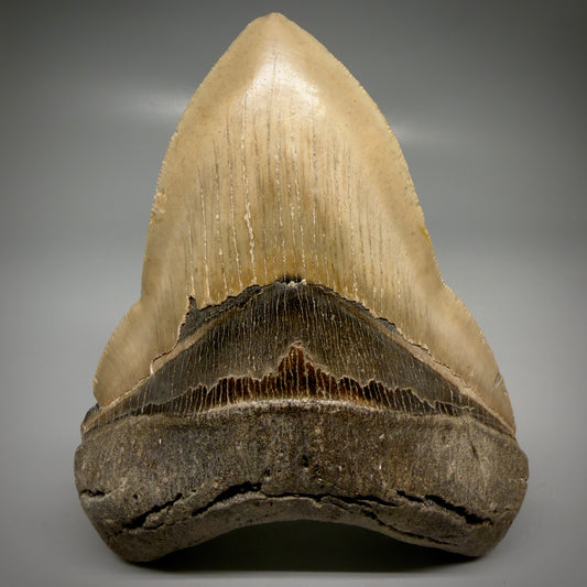 Front View Colorful, heart-shaped 5.00" Authentic Megalodon Tooth – North Carolina Fossil | Carcharocles megalodon CM6161