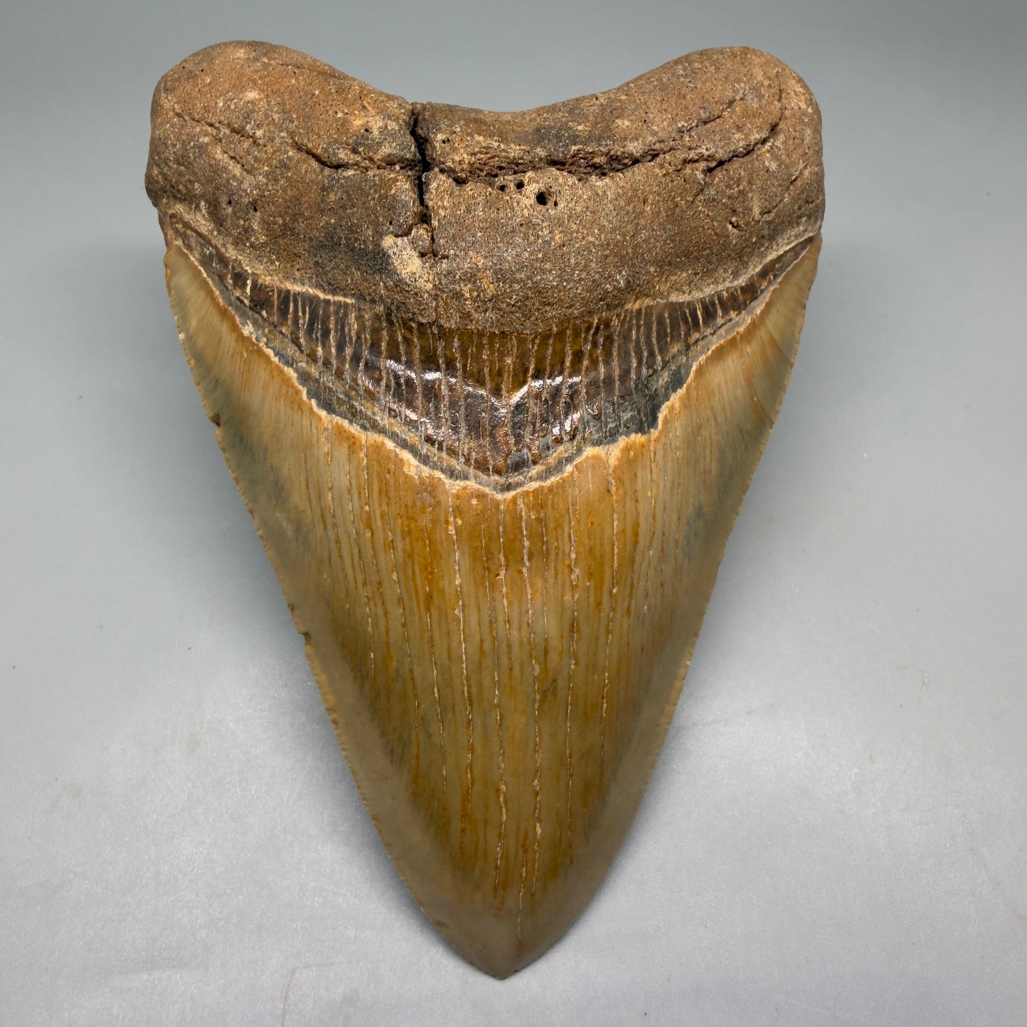 Front View Colorful, heart-shaped 5.03" Authentic Megalodon Tooth – North Carolina Fossil | Carcharocles megalodon CM6142