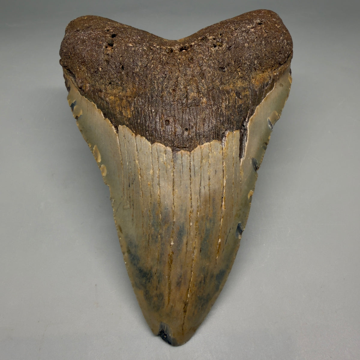 Front View Colorful, heart-shaped 5.07" Authentic Megalodon Tooth – North Carolina Fossil | Carcharocles megalodon megalodonteeth.com CM6719