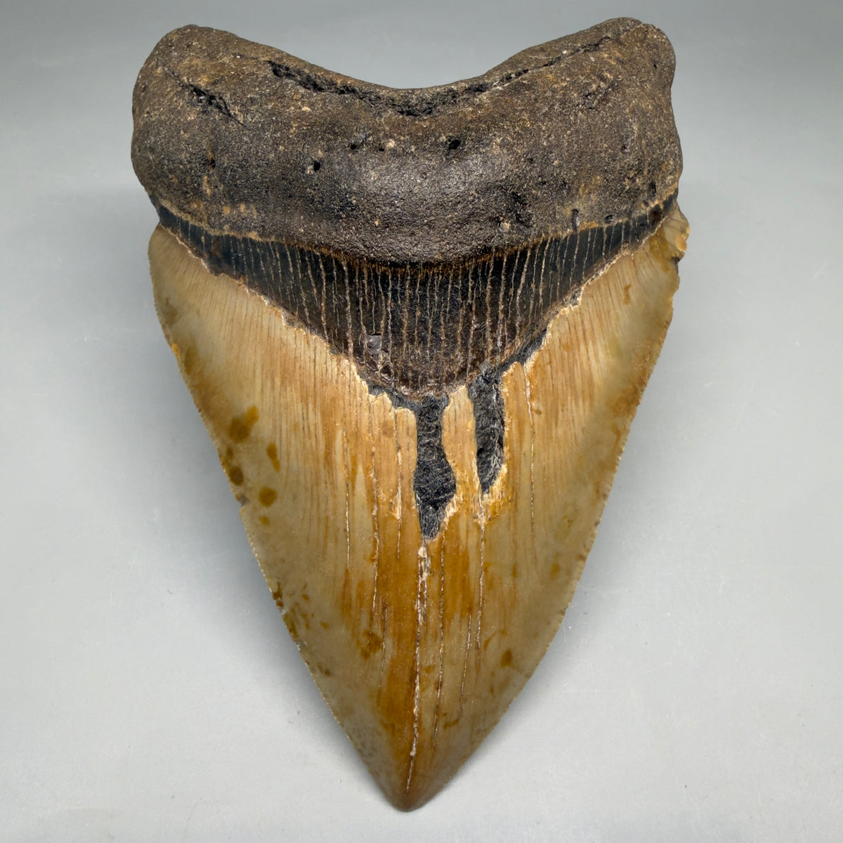 Front View Colorful, heart-shaped 5.14" Authentic Megalodon Tooth – North Carolina Fossil | Carcharocles megalodon megalodonteeth.com CM6721