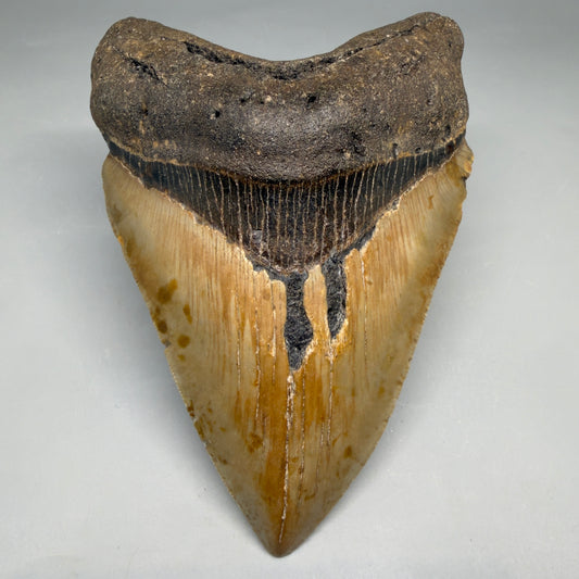 Front View Colorful, heart-shaped 5.14" Authentic Megalodon Tooth – North Carolina Fossil | Carcharocles megalodon megalodonteeth.com CM6721
